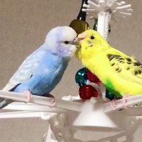 fumi.m (@sfafumi) Twitter profile photo