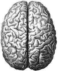 Follow Me! I follow real people and love to have people follow me. I love to post about psychology with fun facts and brainy tips!