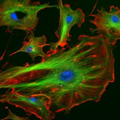 News from postdocs and early career researchers in the Department of Pathology at the University of Cambridge. Operated by the UoC Pathology postdoc committee.