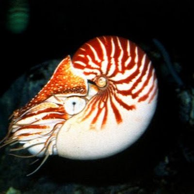 oumuika_07's profile picture. ロボコン機械班 / 2022 ペーパードライバ / 2023 採集決戦農具 / 2024 駿河
浅倉透P