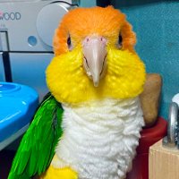 関根浩 (@birdhiroshis) 's Twitter Profile Photo 関根浩 (@birdhiroshis) 's Twitter Profile Photo