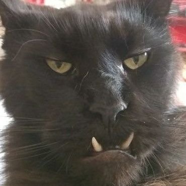 enoyeses's profile picture.
