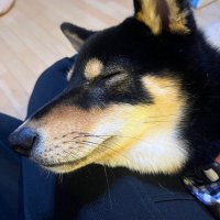 masa英語中国語勉強中 (@englishmasamasa) Twitter profile photo