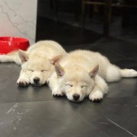 ltmduc77 (@ducron147) 's Twitter Profile