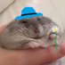 biscuitmyhamster (@biscuitandbippo) Twitter profile photo biscuitmyhamster (@biscuitandbippo) Twitter profile photo