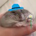 biscuitmyhamster (@biscuitandbippo) Twitter profile photo