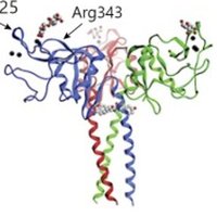 UCL Targeted Lung Immunotherapy group (@targlungimmuno) 's Twitter Profile