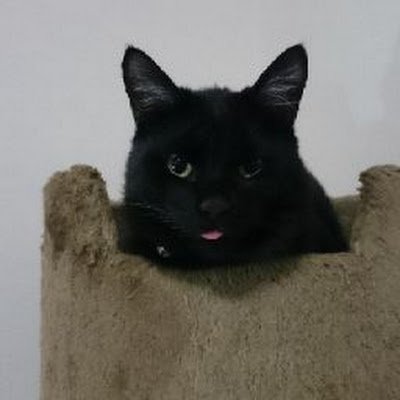 8FseRlBqPVFPsgk's profile picture. ８匹の猫が 我が家の癒し。