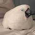 perishedpigeon (@perishedpigeon) Twitter profile photo perishedpigeon (@perishedpigeon) Twitter profile photo