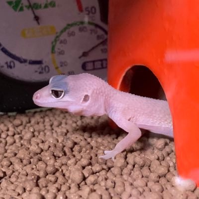 YUZOrhLyJ9udZvt's profile picture. YouTubeを見ていて良いなと思い爬虫類と熱帯魚とザリガニを飼育しています。 爬虫類 レオパ 3匹 ブレイジングブリザード♂ リバースストライプ♂タグスノー ニシアフ1匹 ノーマル 熱帯魚 グッピー 約100匹 趣味は釣りです。 管理釣り場(主にトラウト狙いルアーとフライ両方やります)、防波堤、船を主にしています。