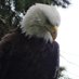 Diane Linthicum (@hannagility) Twitter profile photo Diane Linthicum (@hannagility) Twitter profile photo