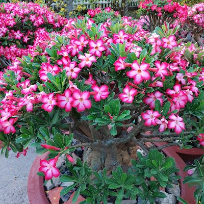 NhutNgu85409657's profile picture. Ổn