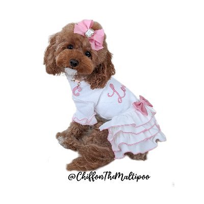 ♡ Maltipoo (maltese + toy poodle mix)
♡ Dog mom • Mommy & Me matching
♡ Fashion • Dog friendly lifestyle