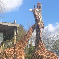 rdvp123 (@rdvp123) 's Twitter Profile