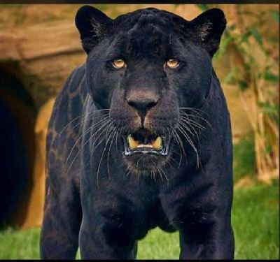 JoshuaKpamor's profile picture. #Liverpool biggest fun ❤️‍🩹