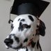 Toys4Animals (@tips4animals) Twitter profile photo