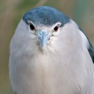 Birder, Snapper. Usually to be  found traipsing around Cleveland, Durham, Northumberland and Yorkshire.