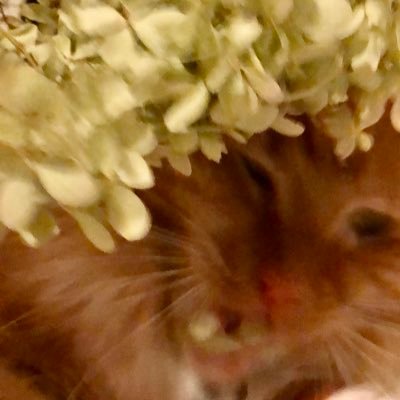 3 years old, orange. Full of rage and potato chips #catsoftwitter