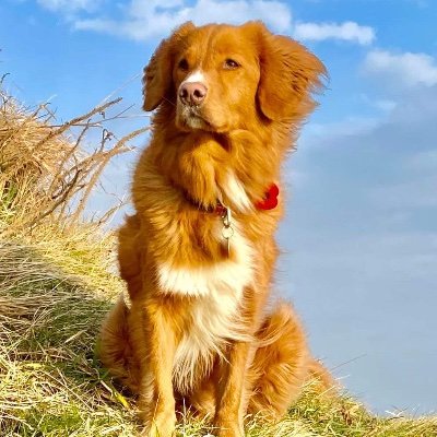 Hi I’m a Toller and registered PAT dog. My job is to allow NHS staff to have a cuddle and a moment of paws 🐾 💙 I love people and treats 🥰