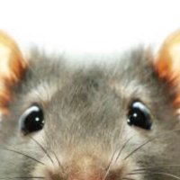 Pequeño_ratón (@pequeoratn1) 's Twitter Profile Photo Pequeño_ratón (@pequeoratn1) 's Twitter Profile Photo