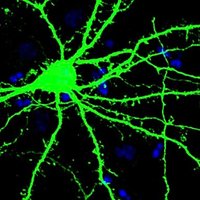 The Bagni Lab (@bagnilab) 's Twitter Profile