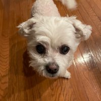 dmaudioeng (@dmaudioeng) 's Twitter Profile