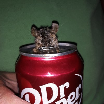 LeeAnnHardeman's profile picture. Old Lady in the woods