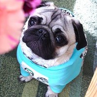 パグのかっちゃん (@pugpug20210127) Twitter profile photo