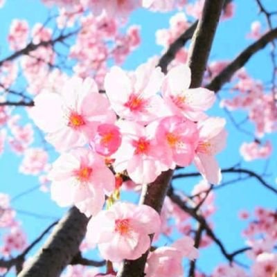 Sakuravibes765's profile picture. An unpredictable person..Someone who is not good express fellings through words but better in writing..