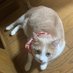 競馬猫 (@3hlnmbqpp5p08rq) Twitter profile photo 競馬猫 (@3hlnmbqpp5p08rq) Twitter profile photo