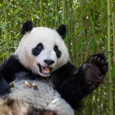 qingxue46253679's profile picture. 