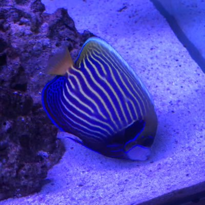 みんなの水槽を見て自分が初心者以下だとわかった中3。かぐや様が好きです。マメスナ30cm立ち上げ中。アクアリウム、マリンアクアどっちもやってます!(初心者です)飼育歴9年よろしくお願いします!
