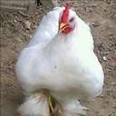 danielle conn - @djaaconn - Twitter