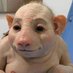 Pigman52 (@roosenbear) Twitter profile photo Pigman52 (@roosenbear) Twitter profile photo