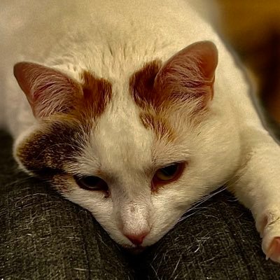 mastermario05's profile picture. 