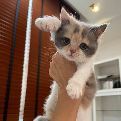 AROHA -Aroha has a pretty heart 💜 N FIA