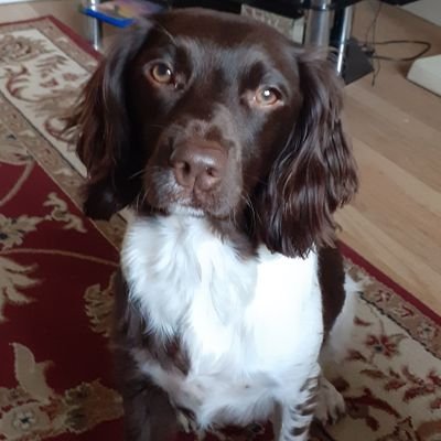 Springer spaniel person 
Born in Cheshire 
Qualifications from Yorkshire 
Now living in Kent
No DMs, please