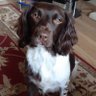 ammcevoy10's profile picture. Springer spaniel person 
Born in Cheshire 
Qualifications from Yorkshire 
Now living in Kent
No DMs, please
