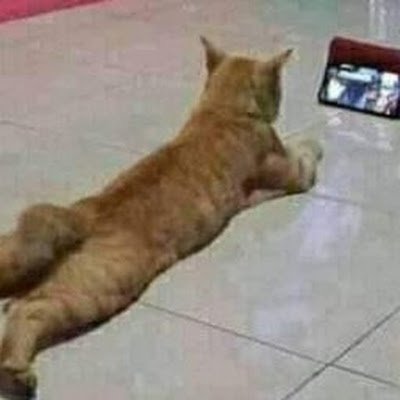 NikMuha59556987's profile picture. 