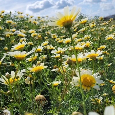 CarmenCava3007's profile picture. Aprender