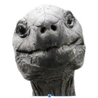 Jonathan Tortoise (@jonathantortoi1) Twitter profile photo