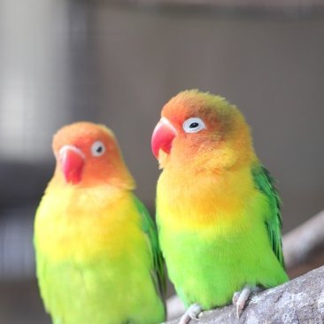 世界の鳥大集合🐦綺麗な鳥、大きな鳥、可愛い鳥たちをお届けしています🐣フォロー大歓迎です💓RT、いいねお願いします👍🌸フォロバ率100%🌸 #鳥 #綺麗 #動物 #自然 #写真家