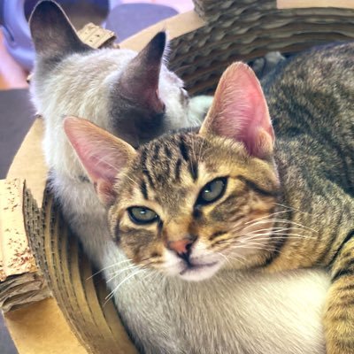 いさお(mfmf名:マイキー)&つきみ(mfmf名:イザナ)のなかよし兄弟猫アカウントです。猫カフェmfmfさん@catcafemfmfより2022.5.7に譲渡いただきました。2022.1.13生(3歳)🐱🐱