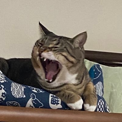 k_k_hiro's profile picture. こんにちは😊オスの猫飼ってます。バイクと車、youtubeが生活の中心ですがよろしくお願いします。