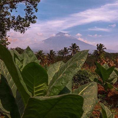 Nyetaki mbako ageng.
Baturane trigunung S Slamet, Sindoro, Sumbing.