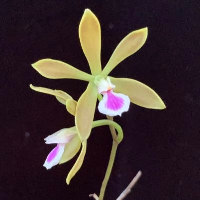 Restoring native orchids throughout Southeast Florida.