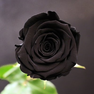 Rose noire pour la social-démocratie. Socdem62.↑