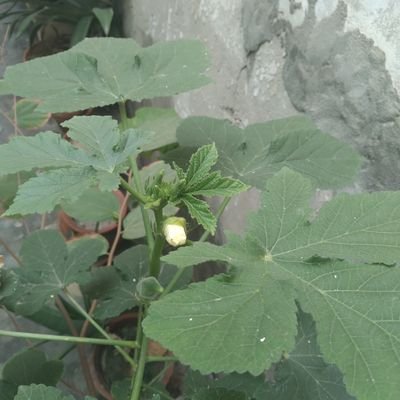 humaira_bhatti's profile picture. I am a professor