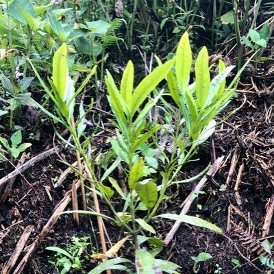 yanavicco's profile picture. 