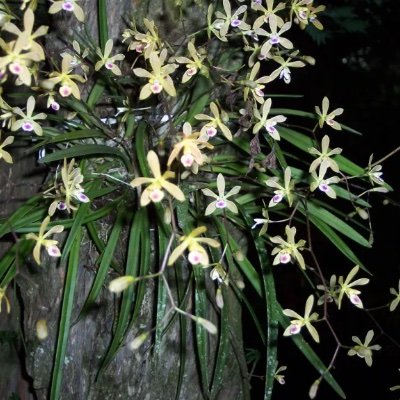 The nonprofit Fort Lauderdale Orchid Society provides education and enables the exchange of information among those interested in orchid culture.